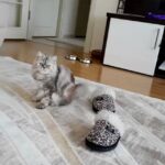 Yaprak Durmaz