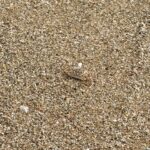 Yaprak Medine Instagram - my relatives 🦀