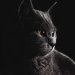 Yara Mustafa Instagram – a shoot with @omarsha3 and a cat