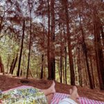 Yare Santana Instagram - 🐿️🍂🪵🍄‍🟫 #birthday #mayo #bosque #picnic #familia #foto #ajusco