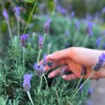 Yare Santana Instagram - ✿𝒮𝓊𝓃𝓈𝑒𝓉✿ • • • #blue #rizos #luz #lavanda #roof #sunset