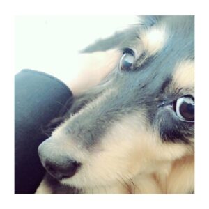 Yasuko Matsuyuki Instagram - おはよう。。
#ルーディ
#少しのんびり
ゲゲゲの先生へ改めて素晴らしいカンパニーだったな。。閉幕後。次の日からパタパタと日々忙しく過ごし
少し落ち着いた。もうすぐ。12月ですね。
スピードが速い。。
素敵な出会いも沢山あり。。また別れもあり。。
とても豊かな2018年
変化を恐れず前に進んだ。勇気を持って。
大きな決断を沢山した年でもあったな。。
どう選択して生きるかその事をずっと考えた年でもあった。そしてどんどんシンプルに削ぎ落としている、意図して。そうする事で本質が見えてきてシンプルだけど
豊かになった年でもあった。
出会いに感謝。全てに。
みんなありがとう。。