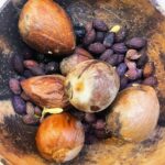 Yeşim Ceren Bozoğlu Instagram - Bir vakit önce setten dönmüşüm yine böyle, ayıptır söylemesi; oturdum bir adet mandalina yedim mutfakta, evde. Fakat yarabbim o da ne? Küçücük bir mandalinanın içinden çıkan çekirdek bitmek bilmedi ya öyle… Ya sabır deyip koyuyorum masaya. Saydım tam 16 tane… “Yav amma da çekirdekli çıktı” diye söylenirken, gözüm takıldı çekirdeklere… Bir daha saydım tam 16 tane. Dedim ki toprağa diksem, sulasam 16 ağaç koymuş Allah bana; bir tek mandalinanın içine. Nasıl anlatayım bilmem… Ancak bir daha tek bir tohum atamadım ben naçizane… Sabah annem yollamış bana aşağıdaki yazıyı, belki bir kaç tohuma bir kaç ağaca vesile oluruz niyetine: ÇEKİRDEKLERİ ÇÖP TORBASINA DEĞİL, TOPRAĞA! @temavakfi SESLENİYOR: Yeryüzünün aldığı yağmur oranı 10 yıllık aralıklarda artar. Bu sene dünyanın periyodik olarak en çok yağmur alan yıllarından biri olacak, bu nedenle yediğiniz kayısı, şeftali, kiraz, vişne, karpuz, kavun, erik vb. meyvelerin çekirdeklerini lütfen çöpe atmayın, hele çöp poşetlerine asla hapsetmeyin. Mümkünse herhangi bir yerde toprağın 10 cm altına gömün. Üzerine de bir bardak su dökün. Gömme imkanınız yoksa bi poşette bu çekirdekleri biriktirip yanınıza alın ( yada arabanıza koyun) arsa, tarla, toprak yol kenarı, yamaç gibi toprağı gördüğünüz alanlara bu çekirdeklerinizi savurun, korkmayın bu çevre kirliliği değildir aksine çevre için yeni hayattır. Doğa hemen o yeni çekirdekleri kucaklar ve besler… Yapacağınız en kötü hareket çekirdekleri poşetlere hapsetmektir. Bunu yapmayın ve yaptırmayın. Yapılan çalışmalarda doğaya başıboş atılan yada dikilen bu çekirdeklerin en az yarısının yeşerip ağaç veya bitki olduğu kanıtlanmış. En büyük israflardan birisi meyve çekirdeklerinin çöpe atılması, ülkemiz adına küçümsenemeyecek büyük bir servet... Doğaya yardım etmek, gelecekte etrafımızı saracak beton ve gökdelenlerden alamayacağımız oksijeni karşılamak için bile bu çekirdeklerden çıkacak ağaçlara ihtiyacımız olacaktır. Poşete koymadığınız her çekirdek için şimdiden teşekkürler... @gunselibozogluu 🙏🏻