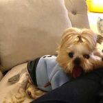 Yeliz Şar Instagram - Canım kızım bizi bırakıp gittiğine hala inanamıyorum..sensizlik çok zor..bana koşulsuz sevilmeyi sevmeyi öğrettin..seni hiç unutmayacağım ve hep çok özleyeceğim…sen muhteşem bir kızdın beni görünce dans etmen,usluluğun,bakışın,oburluğun,tatlılığın…huzur içinde uyu Mia bal küpüm💗🙏