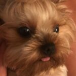 Yeliz Şar Instagram - Canım kızım bizi bırakıp gittiğine hala inanamıyorum..sensizlik çok zor..bana koşulsuz sevilmeyi sevmeyi öğrettin..seni hiç unutmayacağım ve hep çok özleyeceğim…sen muhteşem bir kızdın beni görünce dans etmen,usluluğun,bakışın,oburluğun,tatlılığın…huzur içinde uyu Mia bal küpüm💗🙏