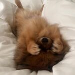 Ying-Xuan Ge Instagram – 你是貓咪嗎