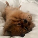 Ying-Xuan Ge Instagram – 你是貓咪嗎