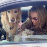 Yoanna House Instagram - Off to the Vet with My boys ♥️ definitely don’t want to know how much hair collects in the DYSON. They did SUPER ✊♥️ #love#persian#goldenretriever