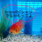 Yoko Maki Instagram – 皆さん待望のbravoTシャツ‼️
これで貴方の元にもbravoが‼️
期待される効能　
厄除け　家内安全　魔除
詳細は後日正式発表になります。
#割とちゃんとしようと思うから安心して下さい
#bravoT