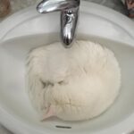 Yolanda Ramos Instagram - Mi gato Churro. Es como yo. Le gusta lo prohibido. Donde me lavo los dientes ahora?