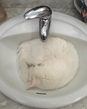 Yolanda Ramos Instagram - Mi gato Churro. Es como yo. Le gusta lo prohibido. Donde me lavo los dientes ahora?