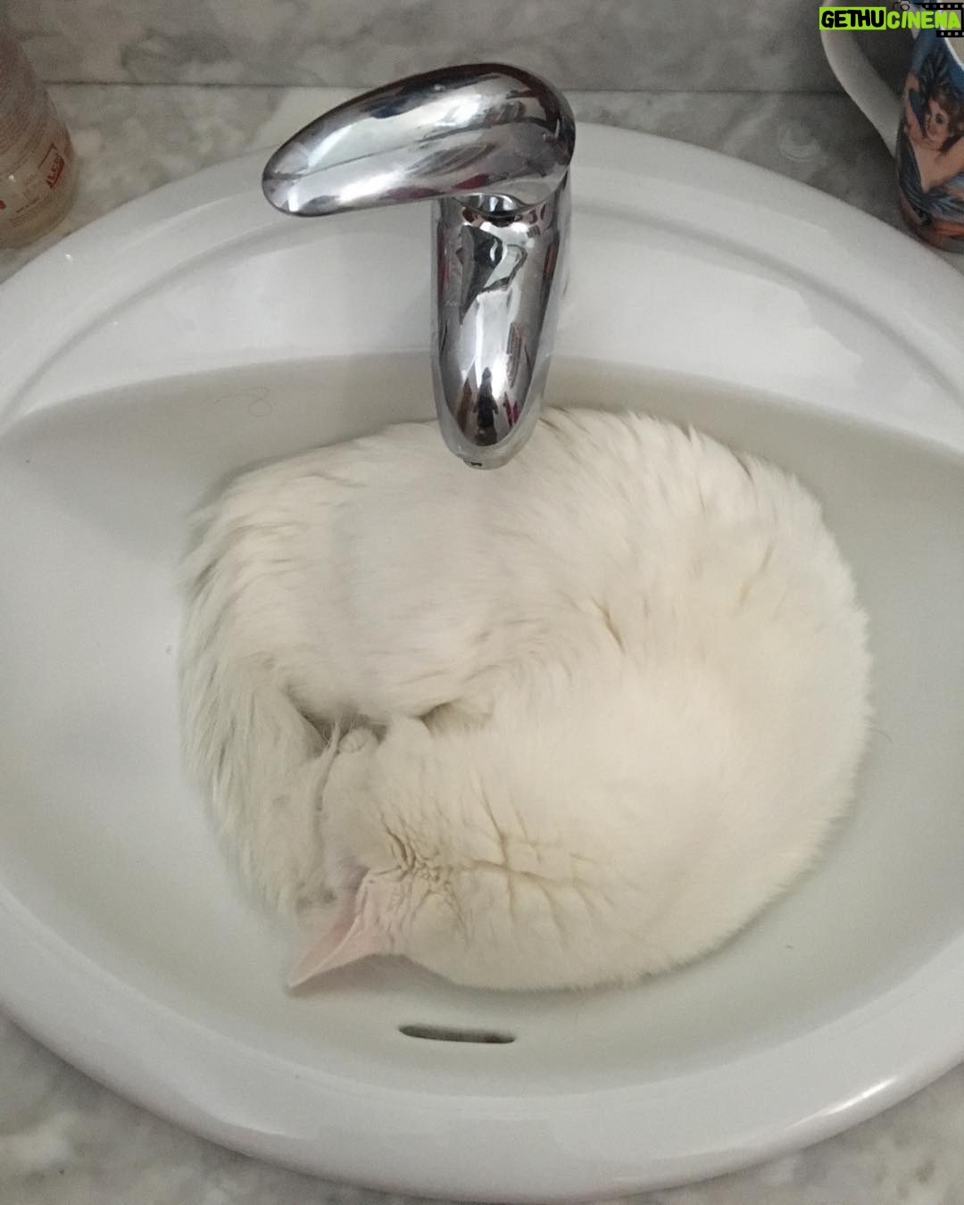 Yolanda Ramos - 10.1K Likes - Mi gato Churro. Es como yo. Le gusta lo prohibido. Donde me lavo los dientes ahora?