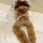 Yoon Se-a Instagram - 각도가 중요해…!! 같은 얼굴 다른 느낌. 새초롬 & 멍뭉미 우리 아가. 아가아가하세아~사랑스러우세아~😍 #뽀그리야🐶🐾의하루 #♥️ #묭한날✂