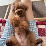 Yoon Se-a Instagram - 엄마랑 눈 맞추기 좋아하는 내사랑.♥️ 뽀그리야 아침루틴.🤙 안녕? 쭈욱 늘려 긴다리로 깜짝 놀래키고 털썩 주저앉아 뽀뽀타임. 밥 한그릇 뚝딱, 영양제 촵촵. 엄마 식사시간 기다리며 잠깐 졸고 바로 산책🐾. 한바탕 시원하게 씻고 말리고 집 한바퀴 우당탕탕 돌고출출하니까 간식타임. 소고기 육포 노즈워크 후 치카 후 낮잠. 아…부럽다. #뽀그리야🐶🐾의하루 **엄마는 이제 졸려…🥱