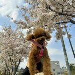 Yoon Se-a Instagram - 찰떡 콩떡. 요즘. 우리. 내일은 얼마나 더 이쁠꺼야…아. 설레. 😊 #뽀그리야🐶🐾의하루 #벚꽃 그리고 #뽀그리야