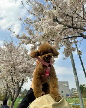 Yoon Se-a Instagram - 찰떡 콩떡. 요즘. 우리.
내일은 얼마나 더 이쁠꺼야…아. 설레. 😊
#뽀그리야🐶🐾의하루 
#벚꽃 그리고 #뽀그리야