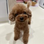 Yoon Se-a Instagram - 엄마랑 눈 맞추기 좋아하는 내사랑.♥️ 뽀그리야 아침루틴.🤙 안녕? 쭈욱 늘려 긴다리로 깜짝 놀래키고 털썩 주저앉아 뽀뽀타임. 밥 한그릇 뚝딱, 영양제 촵촵. 엄마 식사시간 기다리며 잠깐 졸고 바로 산책🐾. 한바탕 시원하게 씻고 말리고 집 한바퀴 우당탕탕 돌고출출하니까 간식타임. 소고기 육포 노즈워크 후 치카 후 낮잠. 아…부럽다. #뽀그리야🐶🐾의하루 **엄마는 이제 졸려…🥱