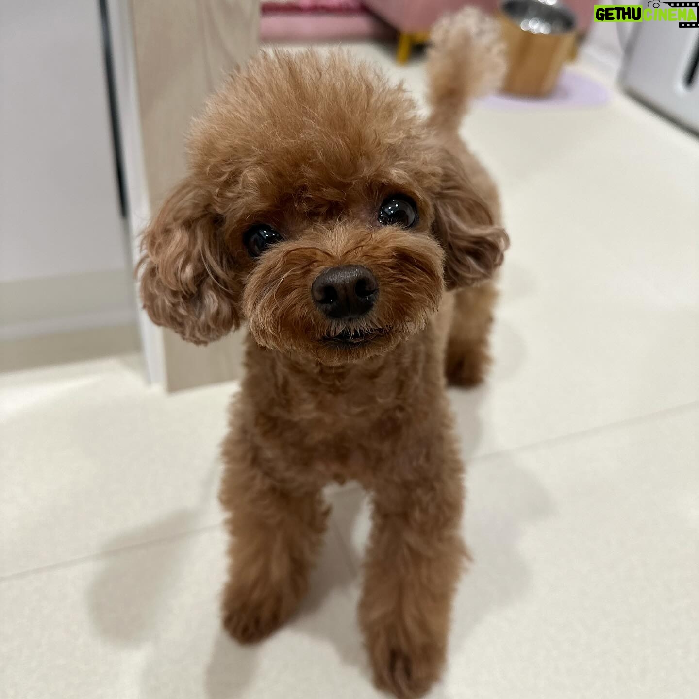 Yoon Se-a Instagram - 엄마랑 눈 맞추기 좋아하는 내사랑.♥️ 뽀그리야 아침루틴.🤙 안녕? 쭈욱 늘려 긴다리로 깜짝 놀래키고 털썩 주저앉아 뽀뽀타임. 밥 한그릇 뚝딱, 영양제 촵촵. 엄마 식사시간 기다리며 잠깐 졸고 바로 산책🐾. 한바탕 시원하게 씻고 말리고 집 한바퀴 우당탕탕 돌고출출하니까 간식타임. 소고기 육포 노즈워크 후 치카 후 낮잠. 아…부럽다. #뽀그리야🐶🐾의하루 **엄마는 이제 졸려…🥱