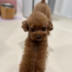 Yoon Se-a Instagram - 엄마랑 눈 맞추기 좋아하는 내사랑.♥️ 뽀그리야 아침루틴.🤙 안녕? 쭈욱 늘려 긴다리로 깜짝 놀래키고 털썩 주저앉아 뽀뽀타임. 밥 한그릇 뚝딱, 영양제 촵촵. 엄마 식사시간 기다리며 잠깐 졸고 바로 산책🐾. 한바탕 시원하게 씻고 말리고 집 한바퀴 우당탕탕 돌고출출하니까 간식타임. 소고기 육포 노즈워크 후 치카 후 낮잠. 아…부럽다. #뽀그리야🐶🐾의하루 **엄마는 이제 졸려…🥱