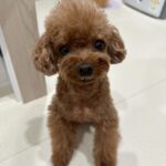 Yoon Se-a Instagram - 엄마랑 눈 맞추기 좋아하는 내사랑.♥️ 뽀그리야 아침루틴.🤙 안녕? 쭈욱 늘려 긴다리로 깜짝 놀래키고 털썩 주저앉아 뽀뽀타임. 밥 한그릇 뚝딱, 영양제 촵촵. 엄마 식사시간 기다리며 잠깐 졸고 바로 산책🐾. 한바탕 시원하게 씻고 말리고 집 한바퀴 우당탕탕 돌고출출하니까 간식타임. 소고기 육포 노즈워크 후 치카 후 낮잠. 아…부럽다. #뽀그리야🐶🐾의하루 **엄마는 이제 졸려…🥱
