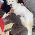 Yoon Seo-ah Instagram - 🐱🐶 #종말의바보 #netflix
