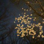 Yoon So-hee Instagram - 밤산책 #서울숲 Blurry photos taken by mom👍♥ #seoulforest #park