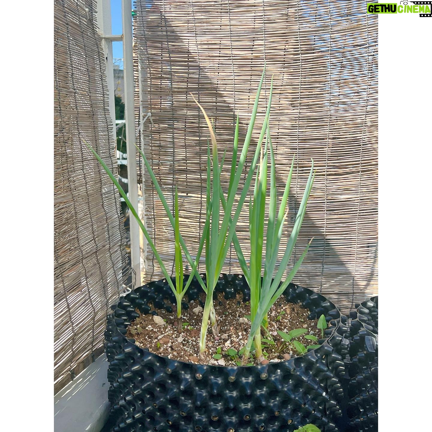 Younha Instagram - 아무래도 겨울님이 오기 전에 초록을 잘 담아 두어야 겠지요.. 고마웠고 맛있게 잘 먹었다~💗 내년에도 와주렴👩🌾 #할긩이의뜰