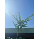 Younha Instagram - 아무래도 겨울님이 오기 전에 초록을 잘 담아 두어야 겠지요.. 고마웠고 맛있게 잘 먹었다~💗 내년에도 와주렴👩‍🌾 #할긩이의뜰