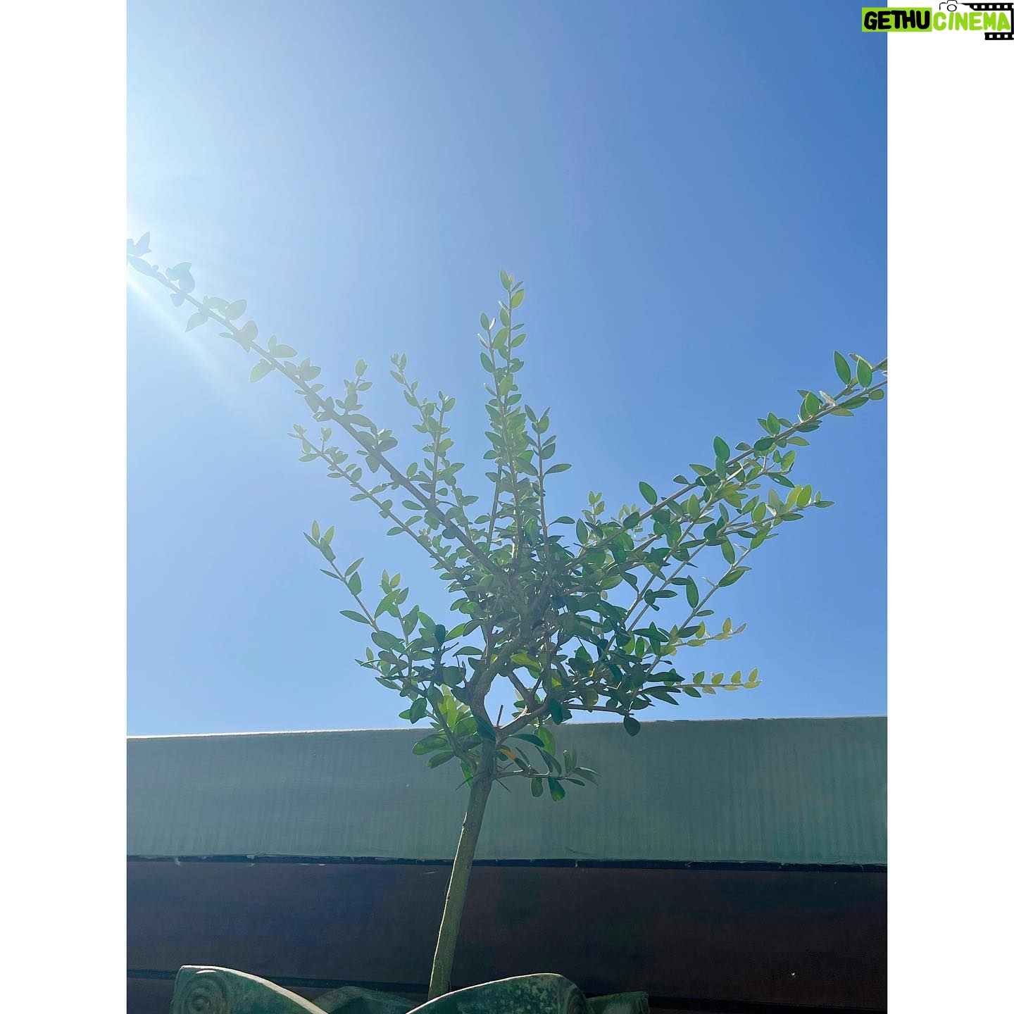 Younha Instagram - 아무래도 겨울님이 오기 전에 초록을 잘 담아 두어야 겠지요.. 고마웠고 맛있게 잘 먹었다~💗 내년에도 와주렴👩🌾 #할긩이의뜰