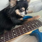 Younha Instagram - 까뿌 하우스 계정 아닌데 음악관련이라서 어쩔 수 없이… 🎸🎹악기에 관심 갖는 강아지 음악천재 아닌가요??? #내새꾸는천재야