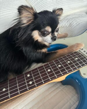 Younha Instagram - 까뿌 하우스 계정 아닌데 음악관련이라서 어쩔 수 없이…
🎸🎹악기에 관심 갖는 강아지 음악천재 아닌가요???
#내새꾸는천재야