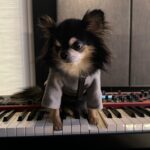 Younha Instagram - 까뿌 하우스 계정 아닌데 음악관련이라서 어쩔 수 없이… 🎸🎹악기에 관심 갖는 강아지 음악천재 아닌가요??? #내새꾸는천재야