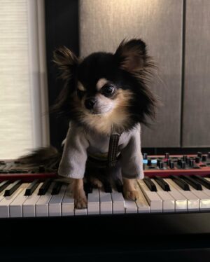 Younha Instagram - 까뿌 하우스 계정 아닌데 음악관련이라서 어쩔 수 없이…
🎸🎹악기에 관심 갖는 강아지 음악천재 아닌가요???
#내새꾸는천재야