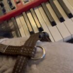Younha Instagram - 까뿌 하우스 계정 아닌데 음악관련이라서 어쩔 수 없이… 🎸🎹악기에 관심 갖는 강아지 음악천재 아닌가요??? #내새꾸는천재야