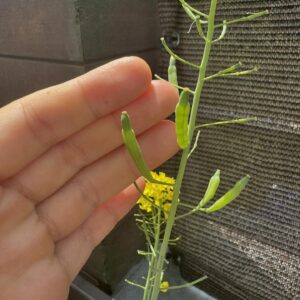 Younha Instagram - 씨앗을 뚫고 나오는 생명력! 와…
생명의 힘!!🌱
작업은 가사 진행중 입니다. 
가을에는 만나 볼 수 있을 듯!☺️