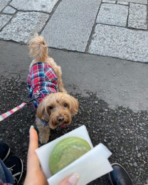Yu Serizawa Instagram - ❄️

気まぐれクックさんの海手箱と
お雑煮食べて
ママとラナと初詣
にゃんずとたくさんゴロゴロして
女性声優とお肉食べて

楽しかった…

#お正月
