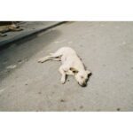 Yuina Kuroshima Instagram –