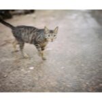 Yuina Kuroshima Instagram –