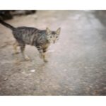 Yuina Kuroshima Instagram –