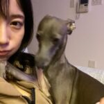 Yuka Ogura Instagram - りり様 ブレずにあなたを撮るのは大変です… #寝ている時がチャンス #小倉ゆうか #イタグレ