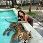 Yuka Ogura Instagram - 寅年なので虎と触れ合ってみた🐅 こういう、動物を使った商業施設って虐待まがいの調教をしてる所が多いイメージがあるからあまり行きたくなかったんだけど、この施設はそういうことはないというコーディネーターさんの話を信じて訪れてみたら、本当に職員の人が虎たちに愛があるのを感じで安心して楽しめたよ🤝 それ同時にうちのガルちゃんを思い出して会いたくなった🦁♡ #虎 #タイ #パタヤ #小倉ゆうか