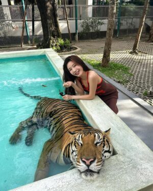 Yuka Ogura Instagram - 寅年なので虎と触れ合ってみた🐅

こういう、動物を使った商業施設って虐待まがいの調教をしてる所が多いイメージがあるからあまり行きたくなかったんだけど、この施設はそういうことはないというコーディネーターさんの話を信じて訪れてみたら、本当に職員の人が虎たちに愛があるのを感じで安心して楽しめたよ🤝
それ同時にうちのガルちゃんを思い出して会いたくなった🦁♡

#虎
#タイ
#パタヤ
#小倉ゆうか