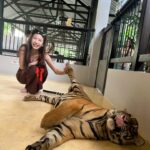 Yuka Ogura Instagram - 寅年なので虎と触れ合ってみた🐅 こういう、動物を使った商業施設って虐待まがいの調教をしてる所が多いイメージがあるからあまり行きたくなかったんだけど、この施設はそういうことはないというコーディネーターさんの話を信じて訪れてみたら、本当に職員の人が虎たちに愛があるのを感じで安心して楽しめたよ🤝 それ同時にうちのガルちゃんを思い出して会いたくなった🦁♡ #虎 #タイ #パタヤ #小倉ゆうか