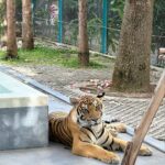 Yuka Ogura Instagram - 寅年なので虎と触れ合ってみた🐅 こういう、動物を使った商業施設って虐待まがいの調教をしてる所が多いイメージがあるからあまり行きたくなかったんだけど、この施設はそういうことはないというコーディネーターさんの話を信じて訪れてみたら、本当に職員の人が虎たちに愛があるのを感じで安心して楽しめたよ🤝 それ同時にうちのガルちゃんを思い出して会いたくなった🦁♡ #虎 #タイ #パタヤ #小倉ゆうか