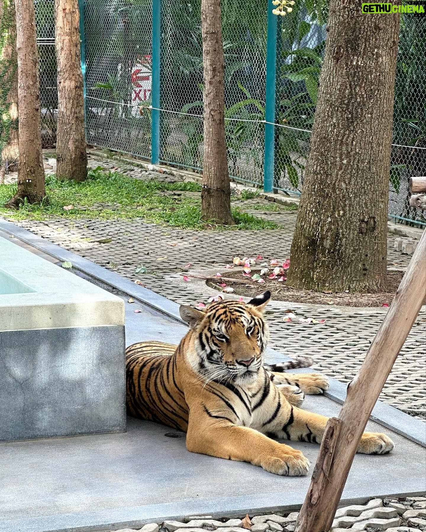 Yuka Ogura - 26.5K Likes - 寅年なので虎と触れ合ってみた🐅
こういう、動物を使った商業施設って虐待まがいの調教をしてる所が多いイメージがあるからあまり行きたくなかったんだけど、この施設はそういうことはないというコーディネーターさんの話を信じて訪れてみたら、本当に職員の人が虎たちに愛があるのを感じで安心して楽しめたよ🤝
それ同時にうちのガルちゃんを思い出して会いたくなった🦁♡
#虎
#タイ
#パタヤ
#小倉ゆうか