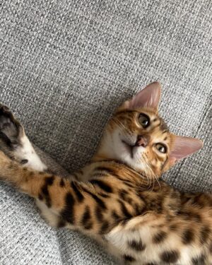 Yuka Ogura Instagram - 寅年なので虎と触れ合ってみた🐅

こういう、動物を使った商業施設って虐待まがいの調教をしてる所が多いイメージがあるからあまり行きたくなかったんだけど、この施設はそういうことはないというコーディネーターさんの話を信じて訪れてみたら、本当に職員の人が虎たちに愛があるのを感じで安心して楽しめたよ🤝
それ同時にうちのガルちゃんを思い出して会いたくなった🦁♡

#虎
#タイ
#パタヤ
#小倉ゆうか