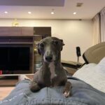 Yuka Ogura Instagram - 特等席🐶 #イタグレ #italiangreyhound #リリ#小倉ゆうか