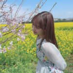 Yuki Kashiwagi Instagram – 菜の花と桜のコラボ☺️🌼🌸
