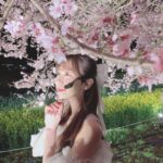 Yuki Kashiwagi Instagram – ༝༚┈❁┈༚༝

CDTVライブ！ライブ！
お昼も夜も桜がとっても綺麗でした☺️🌸

#桜　#夜桜