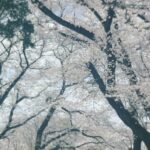 Yuki Sakurai Instagram - 皆様こんばんは 最近お家で映画を見ながらわさびのり太郎を食べるのにハマってます、桜井です コンビニで30枚大人買いしちゃったりなんかしちゃってます さて、桜がさよならしてしまうまえにわたしもアップさせてください 行きましたよ、お花見。 あいにく今日は雨ですが、雨で散った桜も美しいです さ、わさびのり買いにいこーっと 　　　　　　　　　　　　　　　　　　　　🌸井